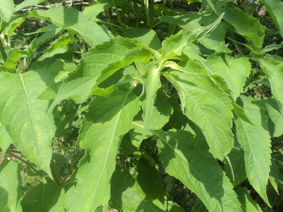 Ocimum gratissimum L.